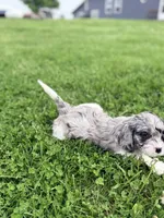 Luke, a male Cavapoo for sale in Moulton, IA – Photo 6 of 7