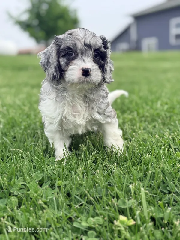 Luke – Cavapoo puppy for sale in Moulton, IA