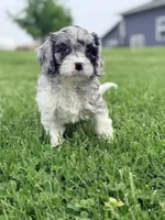 Luke, a male Cavapoo for sale in Moulton, IA – Photo 1 of 7