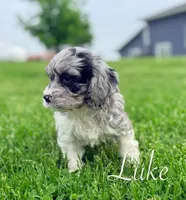 Luke, a male Cavapoo for sale in Moulton, IA – Photo 5 of 7