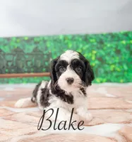Blake , a male Cavapoo for sale in Moulton, IA – Photo 1 of 4