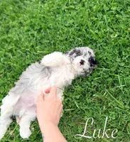 Luke, a male Cavapoo for sale in Moulton, IA – Photo 7 of 7