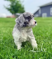Luke, a male Cavapoo for sale in Moulton, IA – Photo 4 of 7