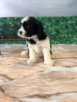 Blake , a male Cavapoo for sale in Moulton, IA – Photo 3 of 4