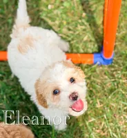 Eleanor, a female Cockapoo for sale in Moulton, IA – 4 of 6