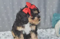 Monica, a female Miniature Bernedoodle for sale in Moulton, IA – Photo 4 of 7