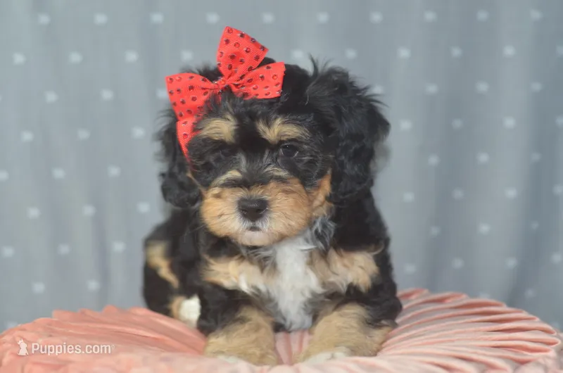 Monica, a female Miniature Bernedoodle for sale in Moulton, IA – Photo 1 of 7