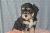 Monica, a female Miniature Bernedoodle for sale in Moulton, IA – Photo 7 of 7