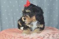 Monica, a female Miniature Bernedoodle for sale in Moulton, IA – Photo 6 of 7