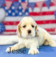 Jesse, a male Cocker Spaniel for sale in Moulton, IA – 2 of 4