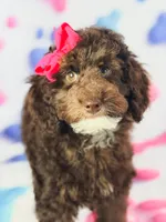 Anna, a female Cockapoo for sale in Moulton, IA – 8 of 8