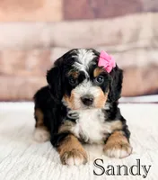 Sandy, a female Miniature Bernedoodle for sale in Moulton, IA – 8 of 8