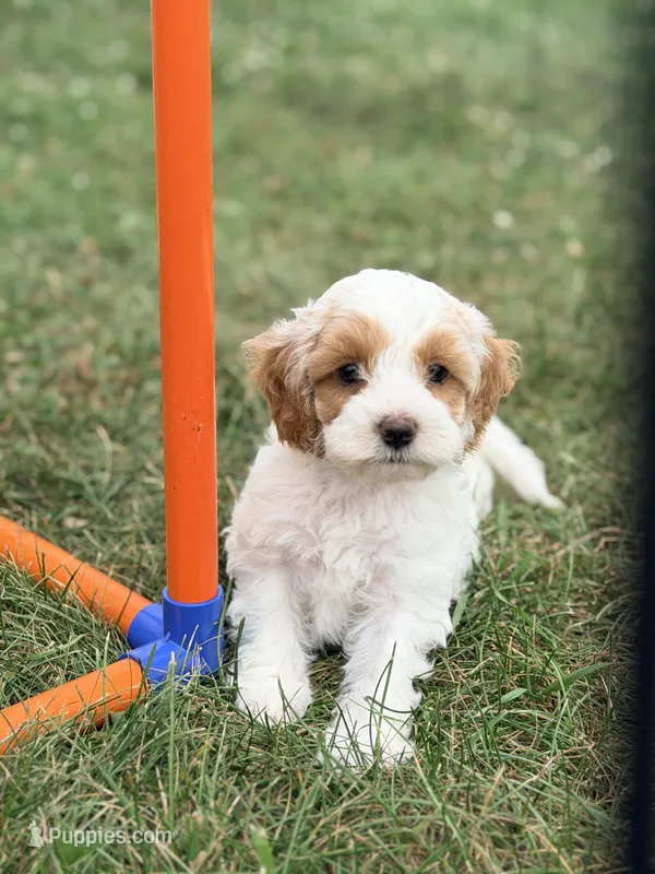 Claire  – Cockapoo puppy for sale in Moulton, IA