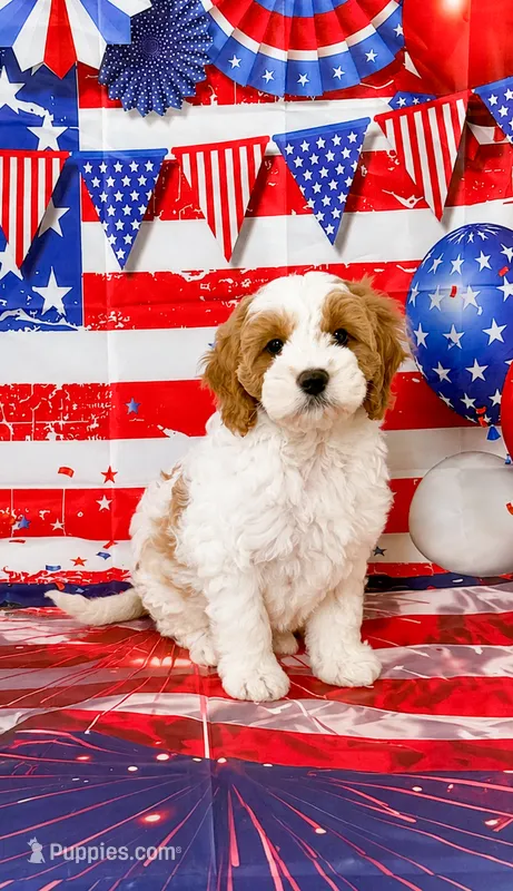 Blanche  – Cavapoo puppy for sale in Moulton, IA