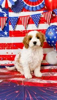 Blanche , a female Cavapoo for sale in Moulton, IA – 2 of 8