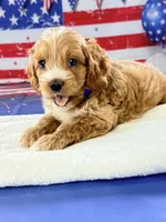 Simon , a male Cockapoo for sale in Moulton, IA – 5 of 5