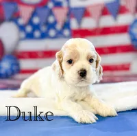 Duke , a male Cocker Spaniel for sale in Moulton, IA – 3 of 6