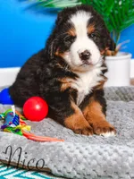 Nico, a male Bernese Mountain Dog for sale in Moulton, IA – Photo 3 of 5