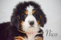 Nico, a male Bernese Mountain Dog for sale in Moulton, IA – Photo 5 of 5