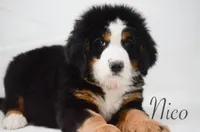 Nico, a male Bernese Mountain Dog for sale in Moulton, IA – Photo 4 of 5