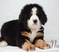 Nico, a male Bernese Mountain Dog for sale in Moulton, IA – Photo 1 of 5