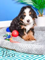 Nico, a male Bernese Mountain Dog for sale in Moulton, IA – Photo 2 of 5