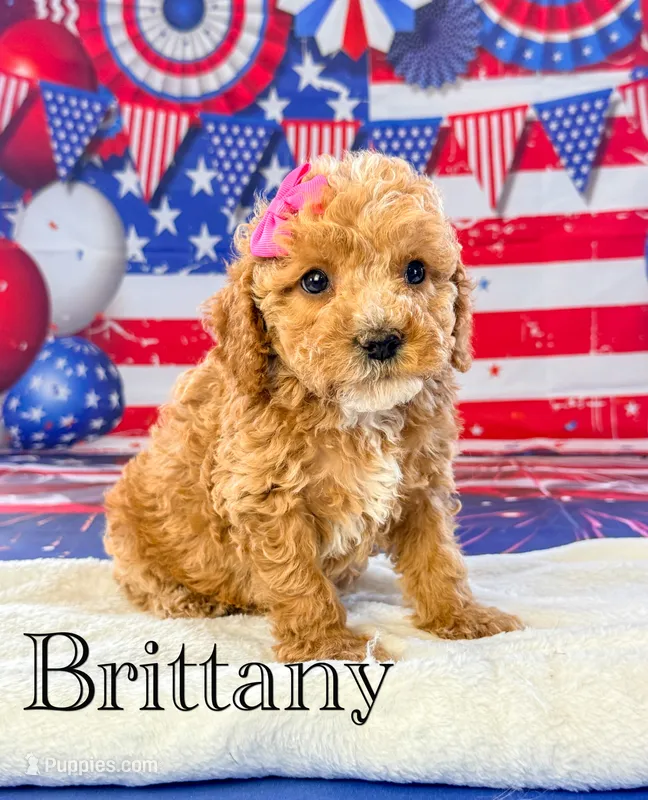 Brittany – Cockapoo puppy for sale in Moulton, IA