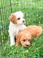 Janette , a female Cockapoo for sale in Moulton, IA – 5 of 8