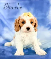 Blanche , a female Cavapoo for sale in Moulton, IA – 3 of 3