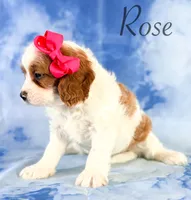 Rose, a female Cavapoo for sale in Moulton, IA – 6 of 7