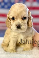 Jamie, a male Cocker Spaniel for sale in Moulton, IA – 2 of 6