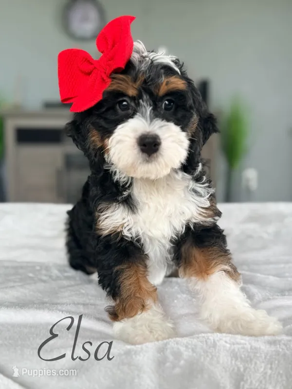 Elsa – Miniature Bernedoodle puppy for sale in Moulton, IA