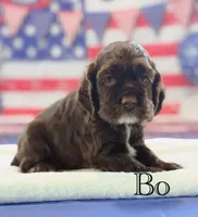Bo, a male Cocker Spaniel for sale in Moulton, IA – 4 of 6