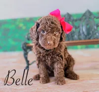 Belle, a female Cockapoo for sale in Moulton, IA – Photo 5 of 5