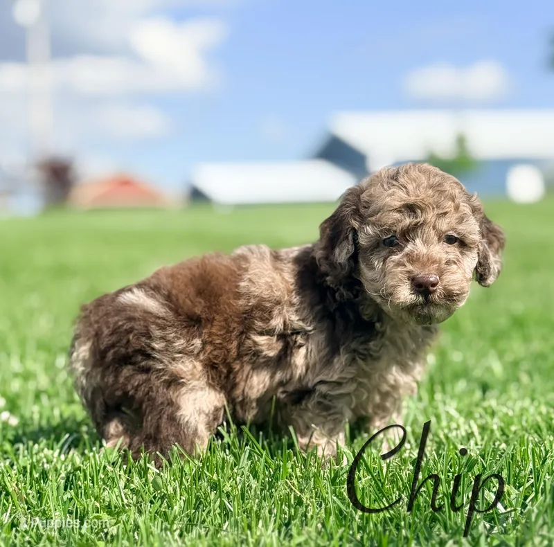 Chip – Cockapoo puppy for sale in Moulton, IA