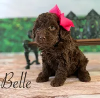 Belle, a female Cockapoo for sale in Moulton, IA – Photo 4 of 5