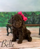Belle, a female Cockapoo for sale in Moulton, IA – Photo 2 of 5