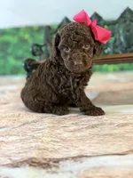 Belle, a female Cockapoo for sale in Moulton, IA – Photo 3 of 5