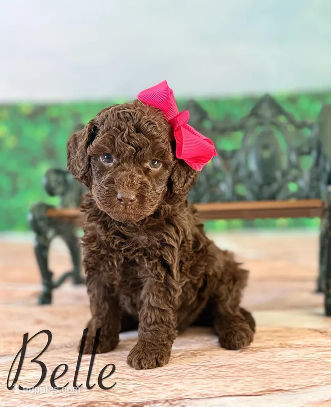 Belle – Cockapoo puppy for sale in Moulton, IA