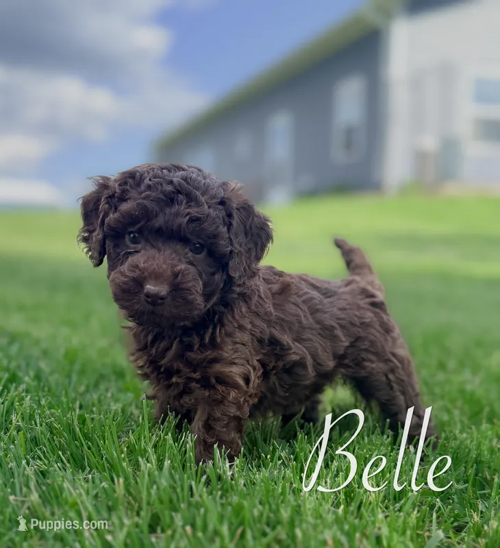 Belle – Cockapoo puppy for sale in Moulton, IA