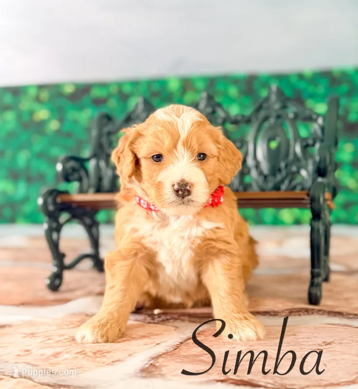 Simba – Miniature Bernedoodle puppy for sale in Moulton, IA