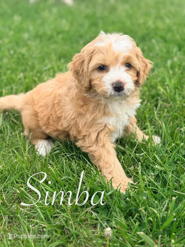 Simba – Miniature Bernedoodle puppy for sale in Moulton, IA