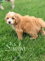 Simba, a male Miniature Bernedoodle for sale in Moulton, IA – 7 of 8