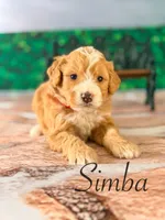 Simba, a male Miniature Bernedoodle for sale in Moulton, IA – Photo 3 of 4