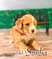 Simba, a male Miniature Bernedoodle for sale in Moulton, IA – Photo 2 of 4