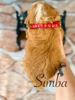 Simba, a male Miniature Bernedoodle for sale in Moulton, IA – Photo 4 of 4