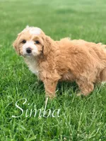 Simba, a male Miniature Bernedoodle for sale in Moulton, IA – 8 of 8