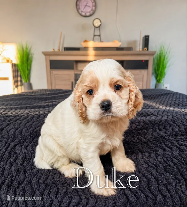 Duke  – Cocker Spaniel puppy for sale in Moulton, IA