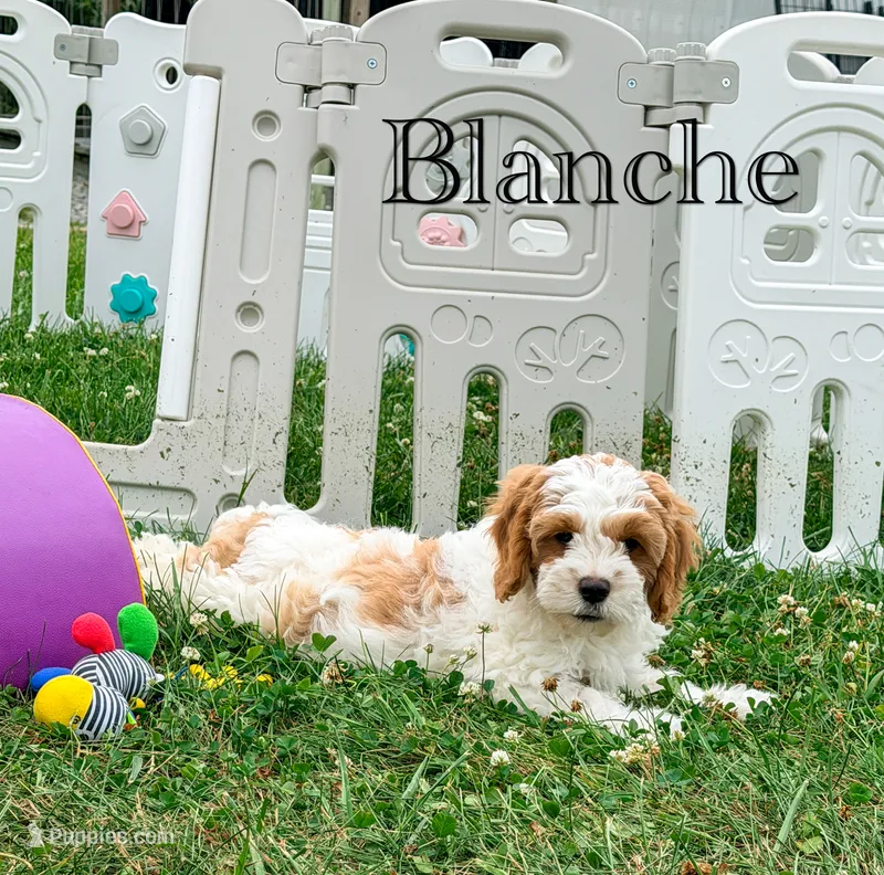 Blanche  – Cavapoo puppy for sale in Moulton, IA