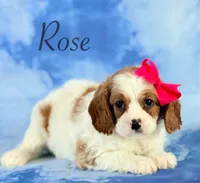 Rose, a female Cavapoo for sale in Moulton, IA – 7 of 7